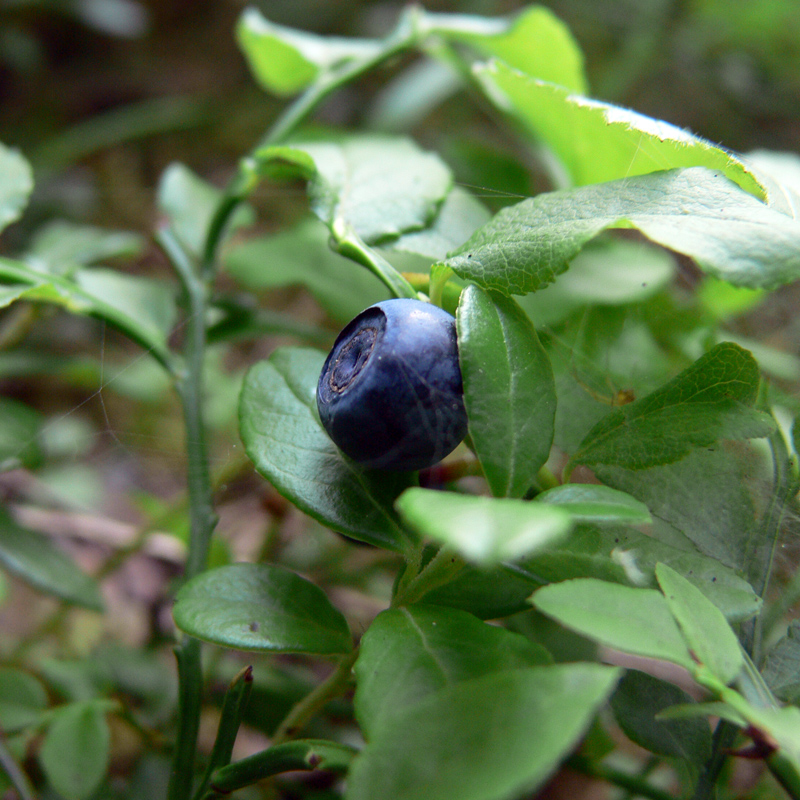 Изображение особи Vaccinium myrtillus.