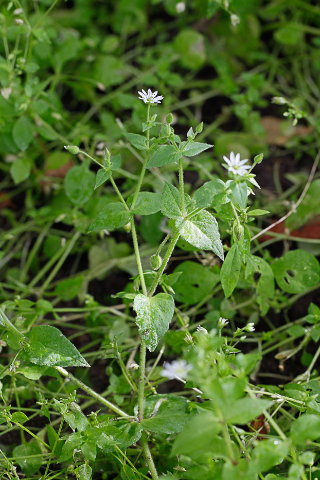 Изображение особи Myosoton aquaticum.