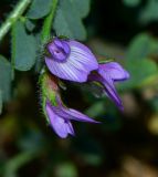 Astragalus mareoticus
