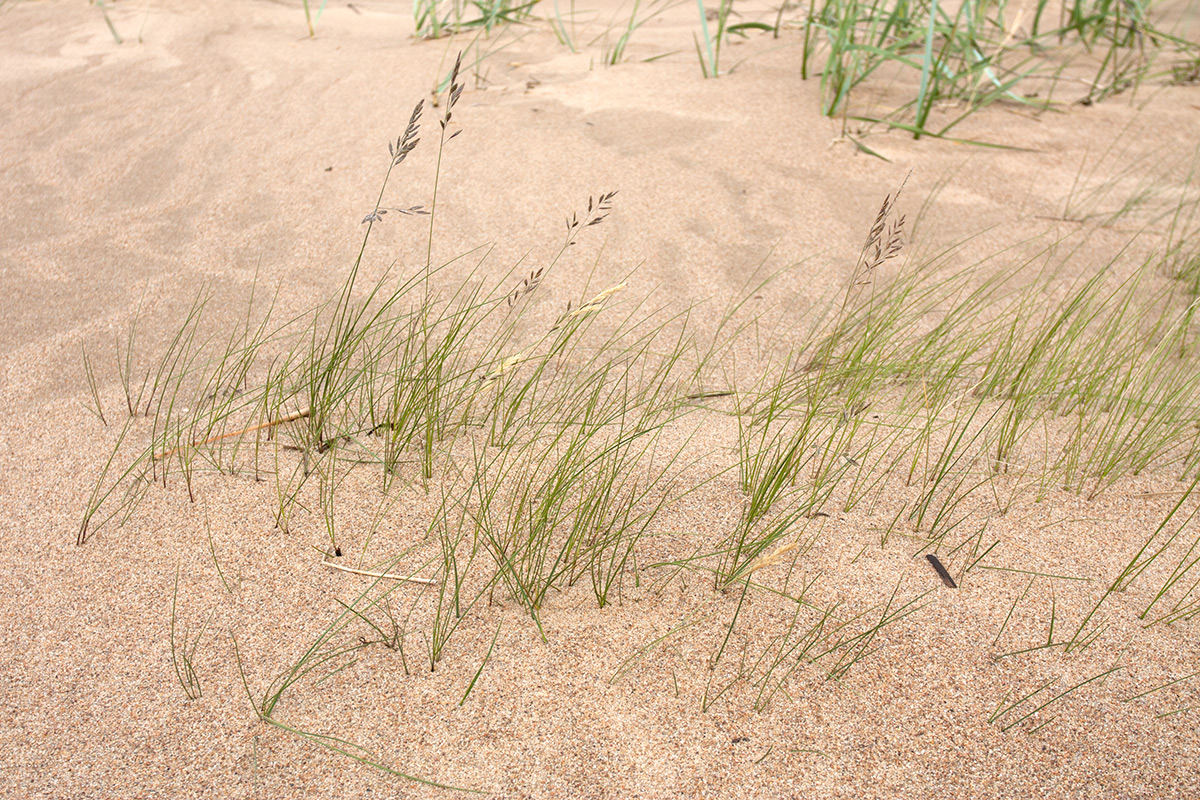 Image of Festuca arenaria specimen.