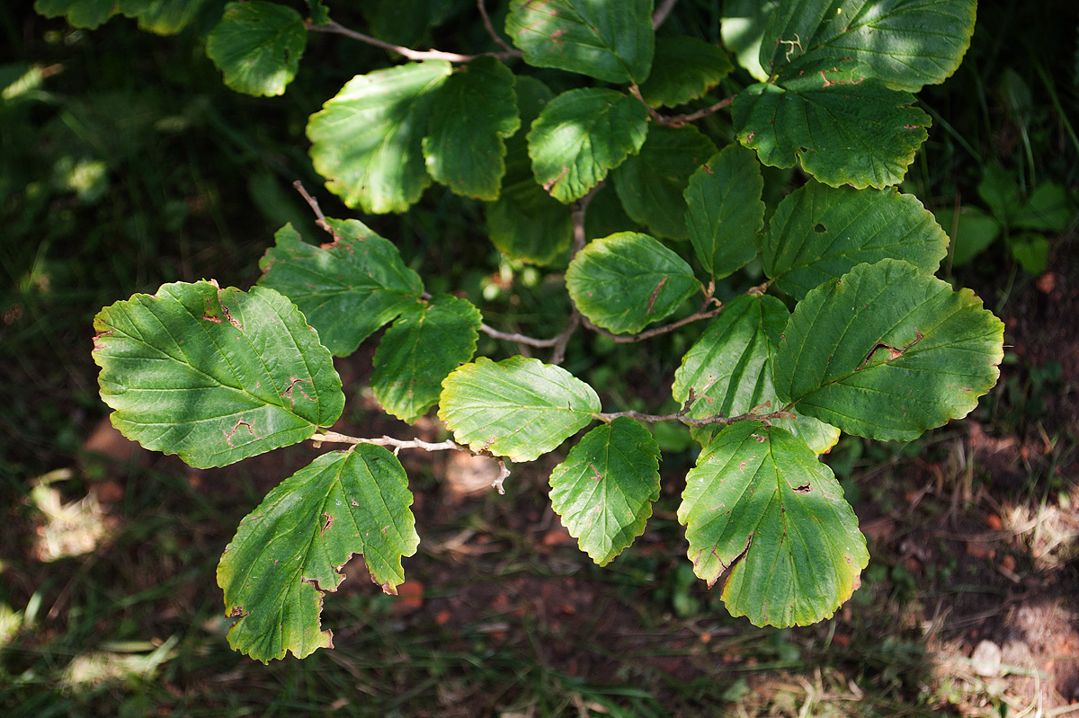 Image of Hamamelis japonica specimen.