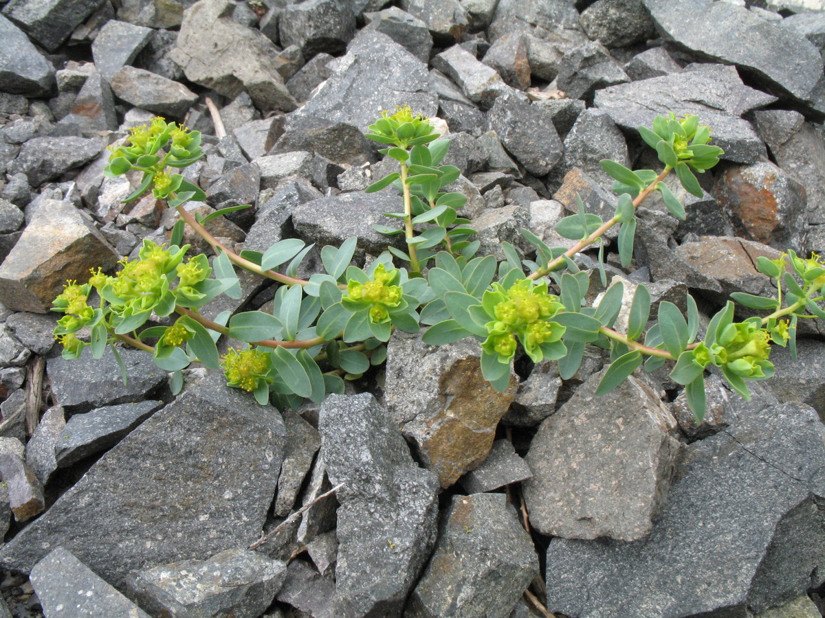 Изображение особи Euphorbia pachyrrhiza.