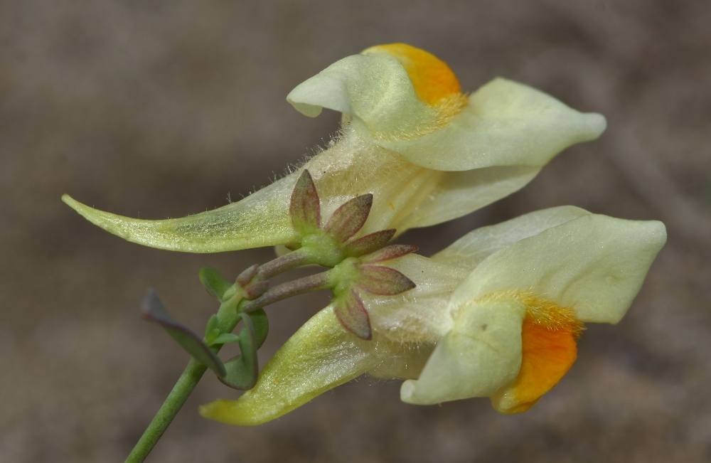 Image of Linaria japonica specimen.