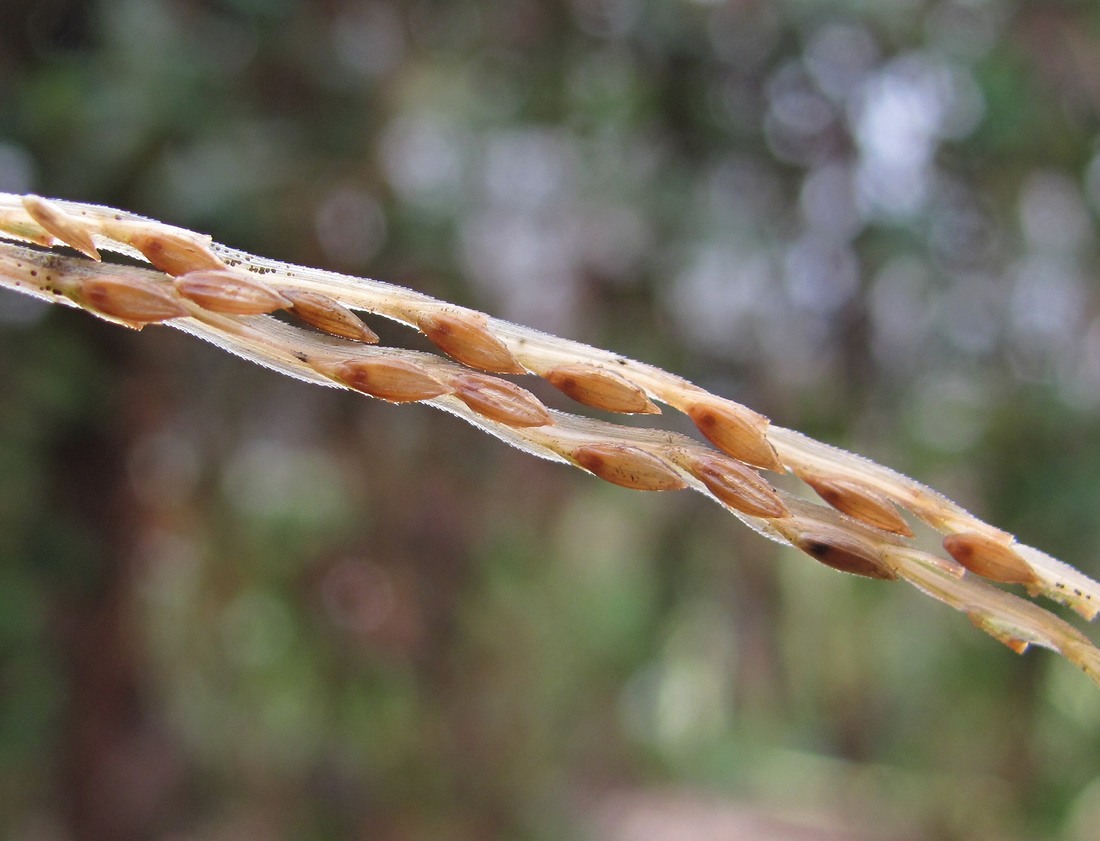 Image of Digitaria sanguinalis specimen.