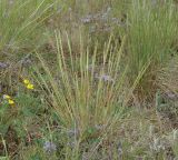 род Poa. Цветущее растение в сообществе с Veronica prostrata и Potentilla bifurca. Иркутская обл., Иркутский р-н, окр. пос. Боково, луг. 09.06.2016.