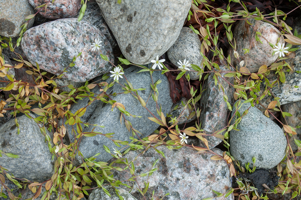 Image of Stellaria crassifolia specimen.