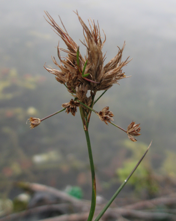 Изображение особи Juncus articulatus.