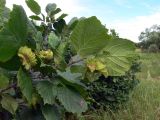 Corylus heterophylla