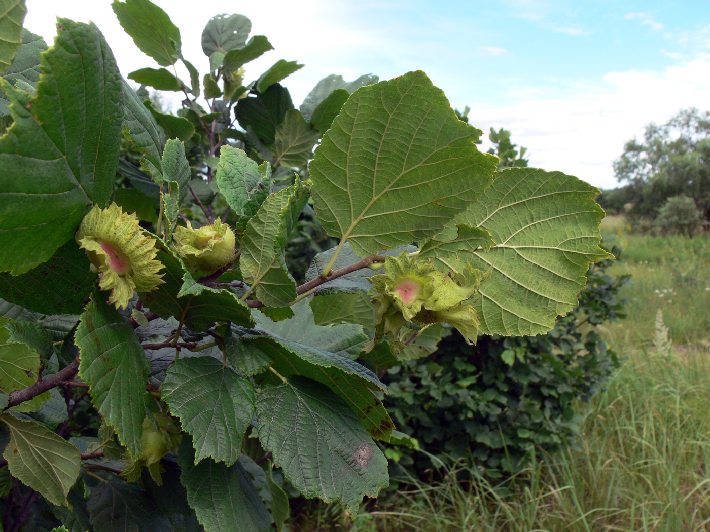 Image of Corylus heterophylla specimen.