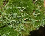 Cladonia coniocraea. Талломы с подециями среди куртин мхов. Московская обл., Раменский р-н, окр. ж.-д. платформы Хрипань, смешанный лес у ЛЭП. 29.09.2015.