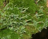 Cladonia coniocraea