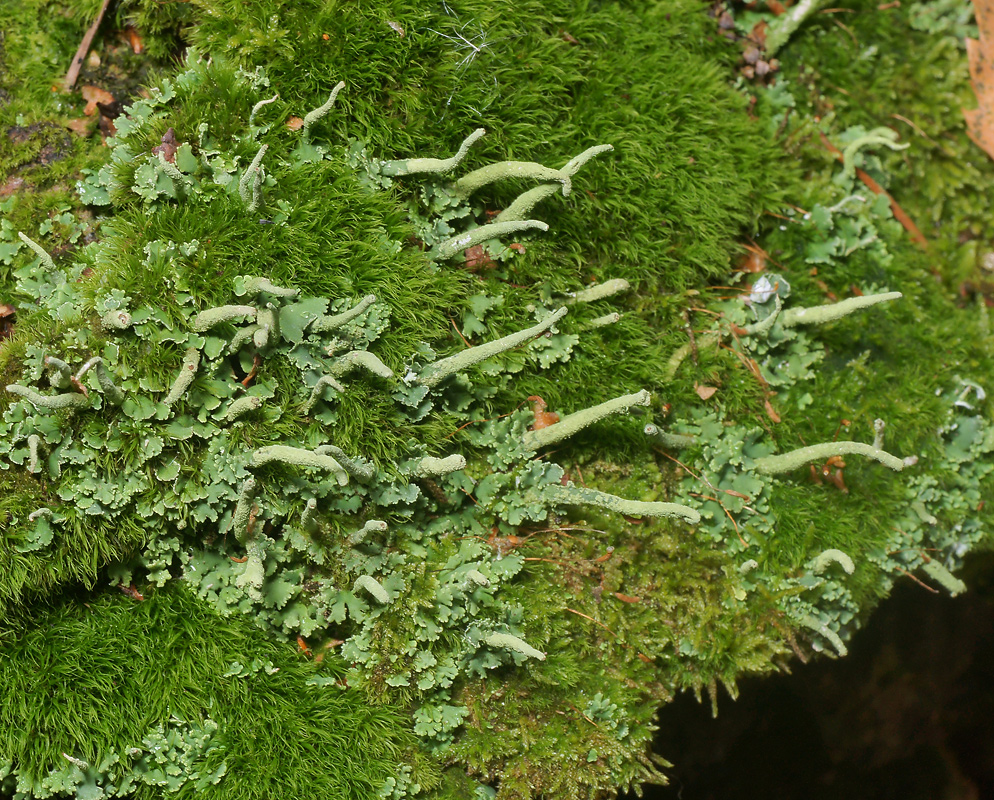 Image of Cladonia coniocraea specimen.