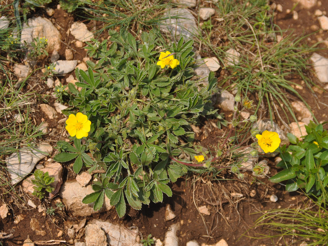 Image of Potentilla taurica specimen.