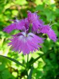 Dianthus × courtoisii. Соцветие. Окр. Томска, берёзово-сосновый лес. 08.07.2009.