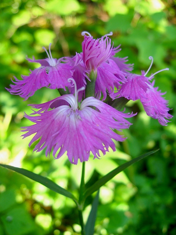 Изображение особи Dianthus &times; courtoisii.