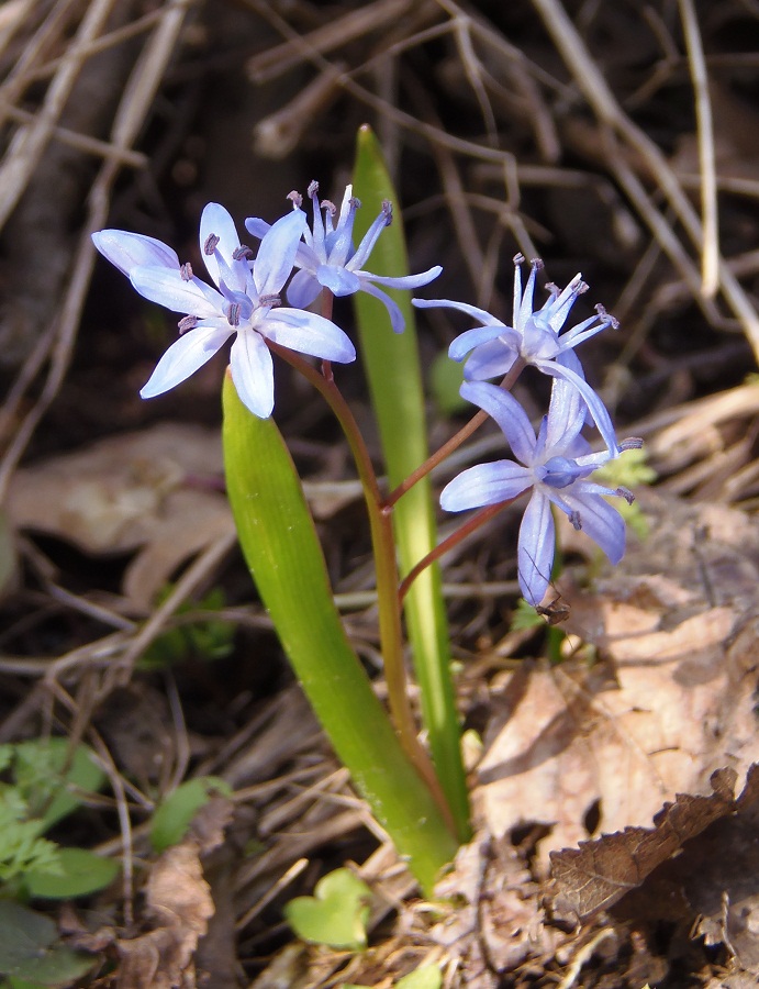 Image of Scilla bifolia specimen.