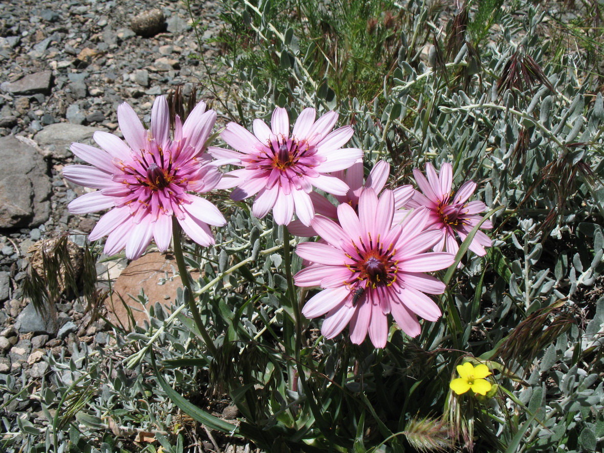 Image of Tragopogon ruber specimen.