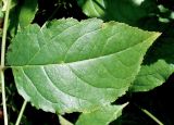 Staphylea colchica