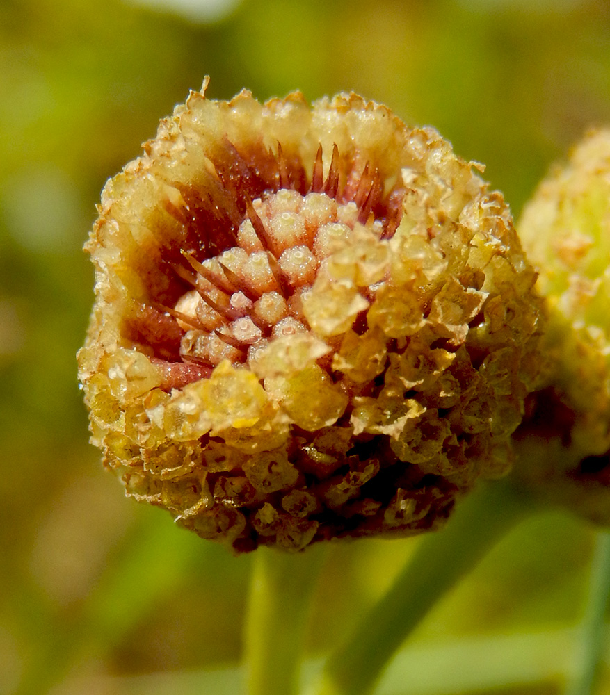 Image of Anthemis cotula specimen.