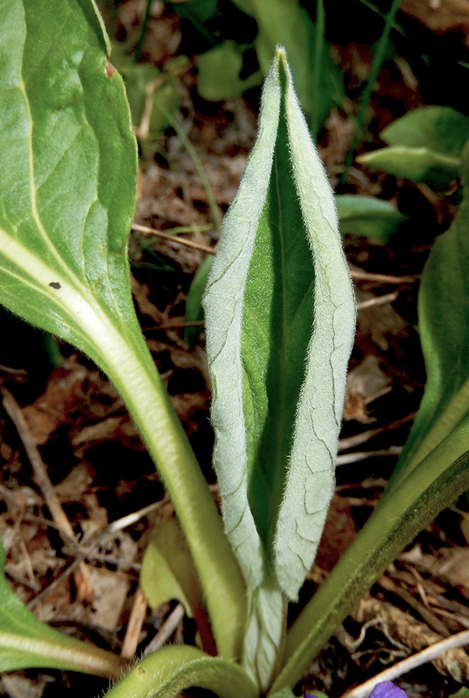 Image of Solenanthus biebersteinii specimen.