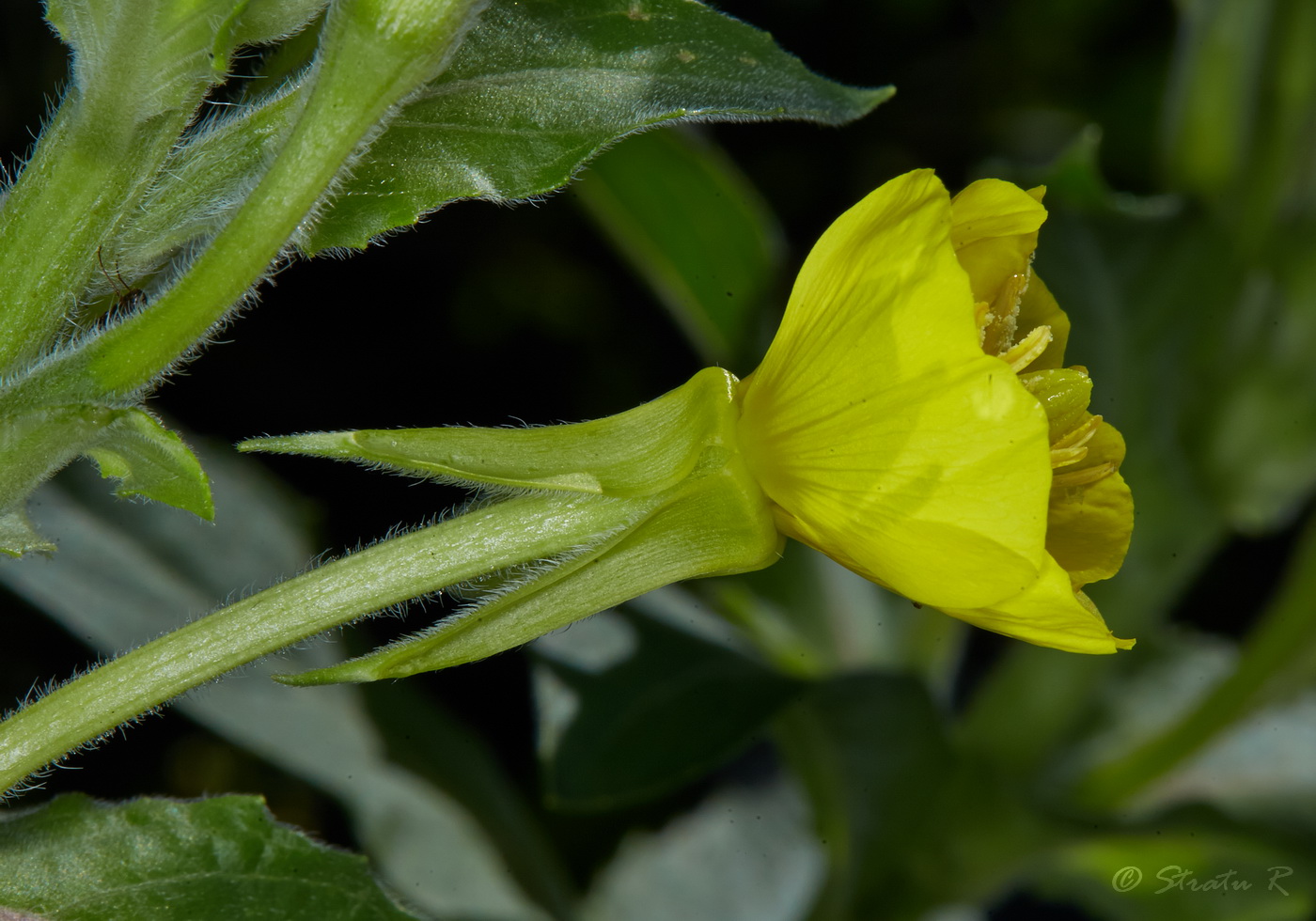 Изображение особи род Oenothera.