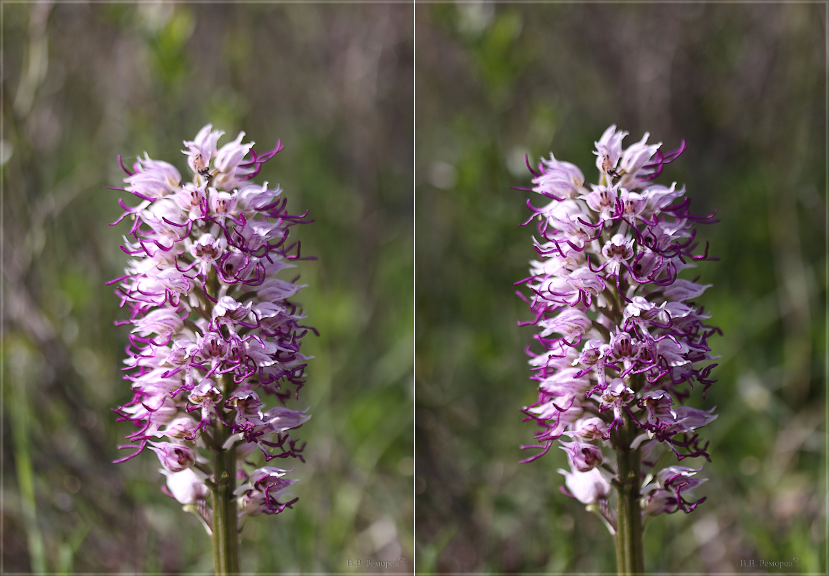 Image of Orchis simia specimen.