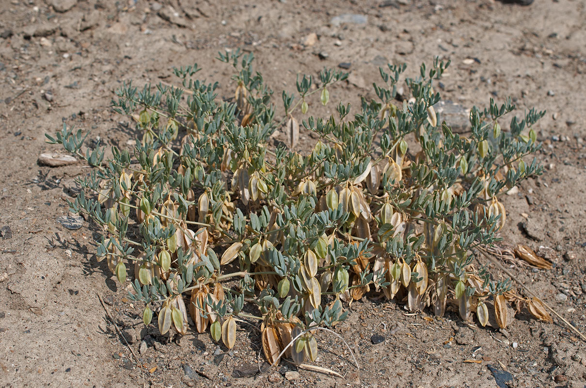 Изображение особи Zygophyllum pterocarpum.