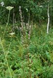 Nepeta nuda