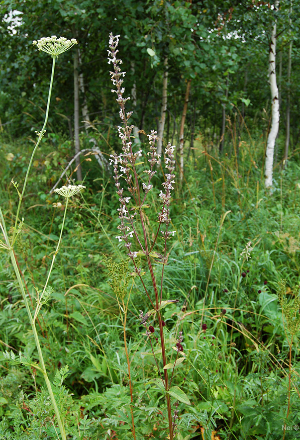 Image of Nepeta nuda specimen.