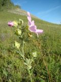 Malva thuringiaca