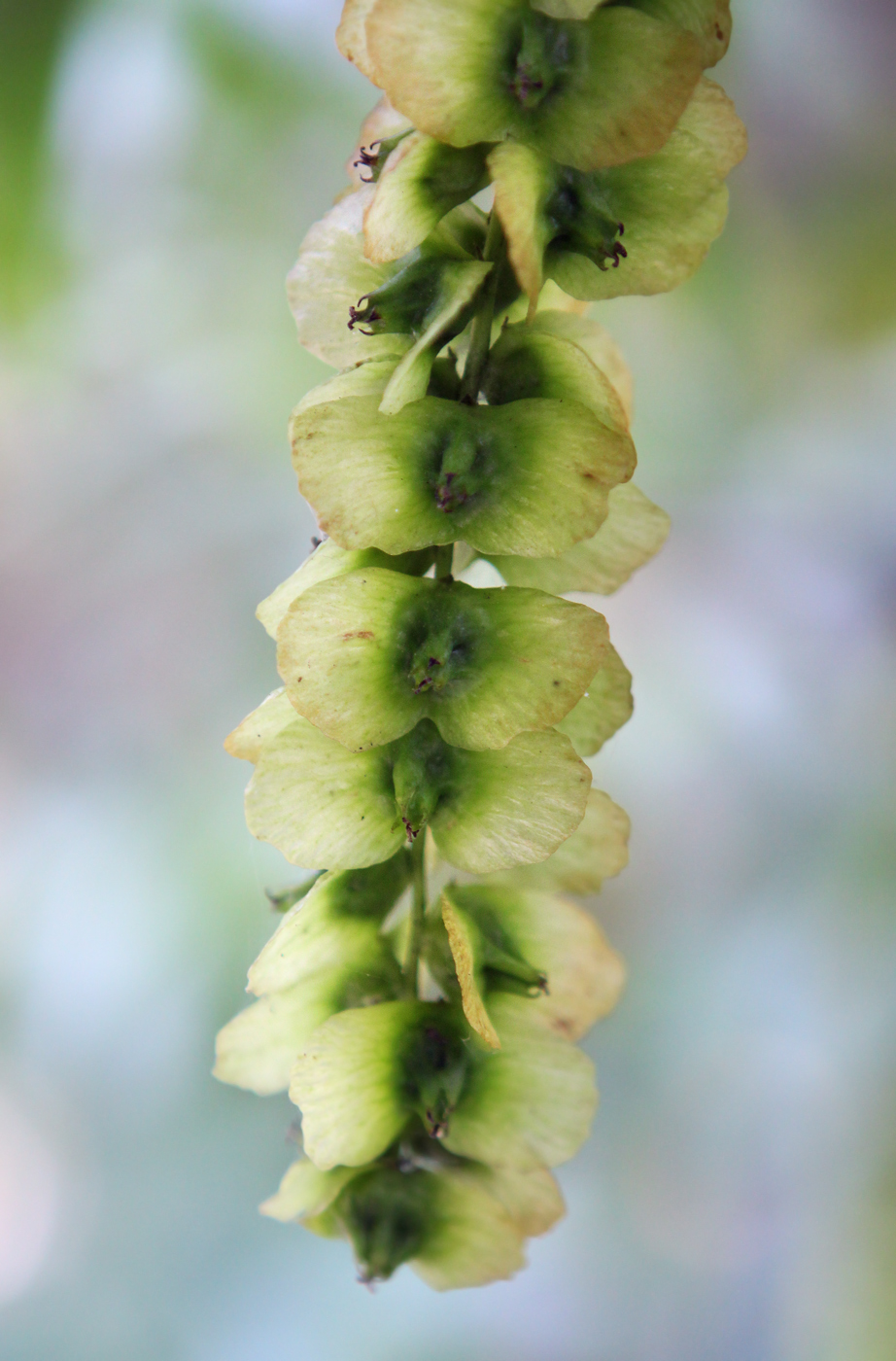 Изображение особи Pterocarya fraxinifolia.