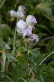 Aconitum rotundifolium