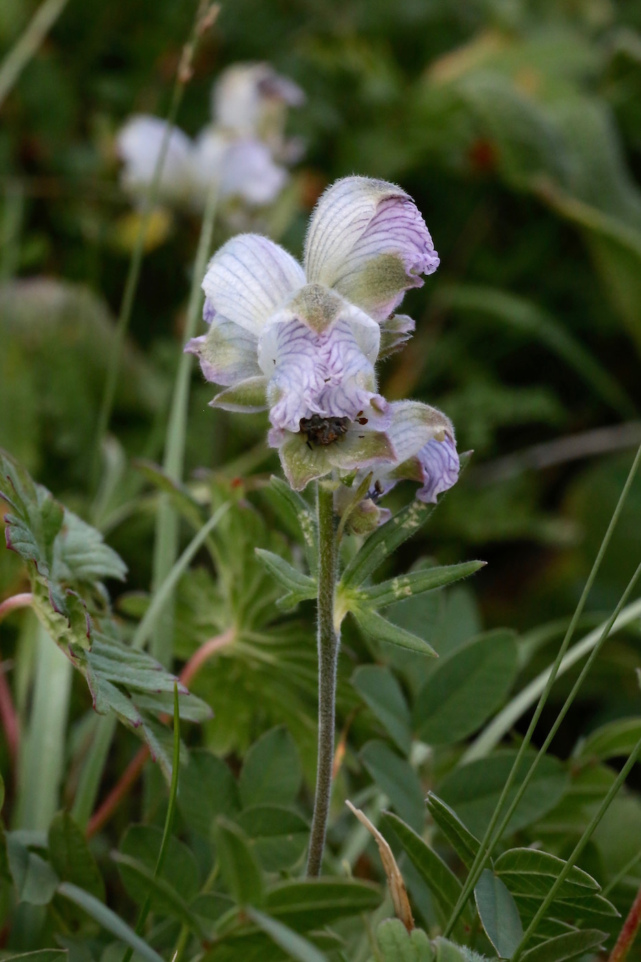 Изображение особи Aconitum rotundifolium.