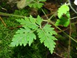 Geranium robertianum. Лист. Пензенская обл., Каменский р-н, с. Блиновка, северная окраина, широколиственный лес. 10 августа 2016 г.