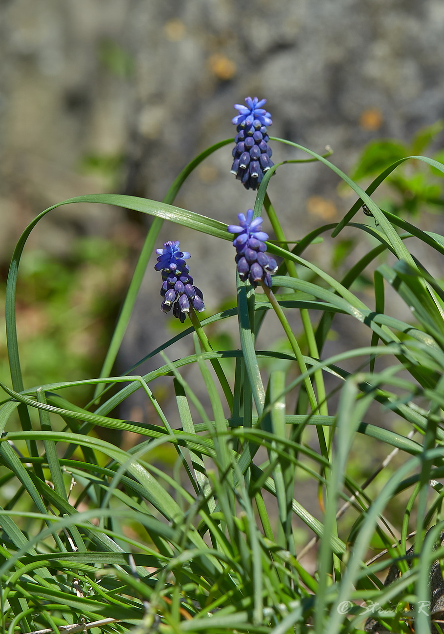 Изображение особи Muscari neglectum.