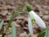 Galanthus nivalis. Верхняя часть генеративного побега с цветком. Москва, Воронцовский парк, дубовая роща. 24.04.2017.