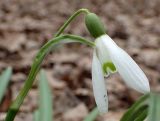 Galanthus nivalis