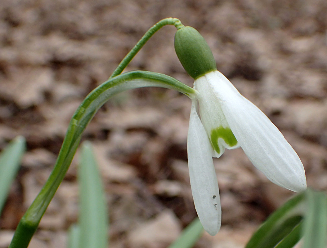Image of Galanthus nivalis specimen.