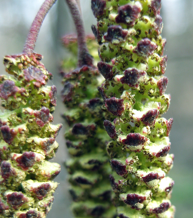 Изображение особи Alnus glutinosa.