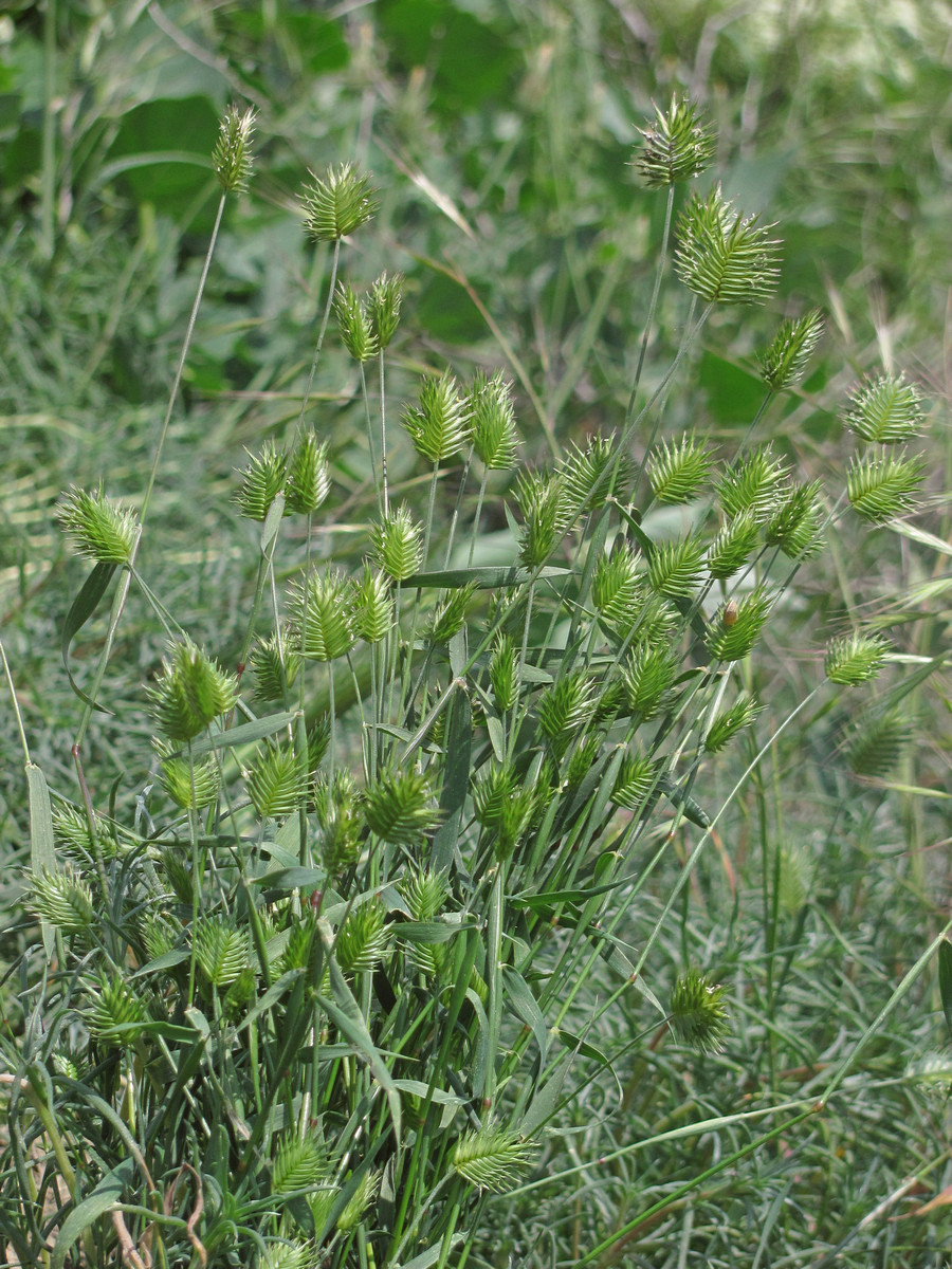 Изображение особи Eremopyrum triticeum.
