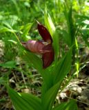 Cypripedium &times; ventricosum