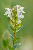 Scutellaria creticola. Верхушка растения с соцветием. Ростовская обл., Куйбышевский р-н, окр. с. Лысогорка, меловой склон 16.06.2017.