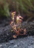 Drosera kihlmanii. Растение во мху на камне. Мурманская обл., Кольский р-н, окр. пос. Лодейное, берег оз. Большое Батарейское, кустарничковая тундра. 21.07.2017.