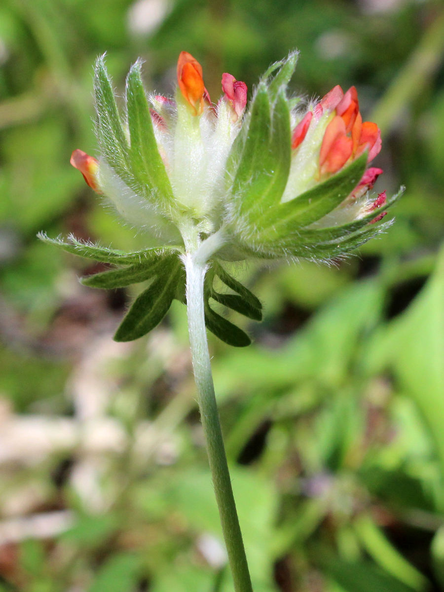 Изображение особи Anthyllis vulneraria var. schiwereckii.