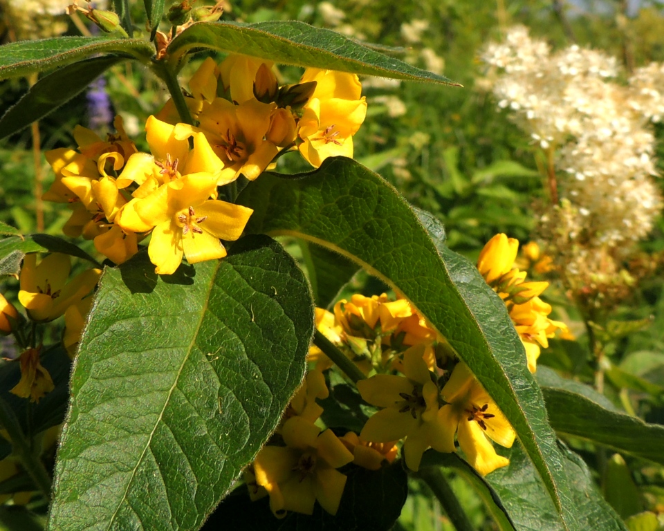 Image of Lysimachia vulgaris specimen.