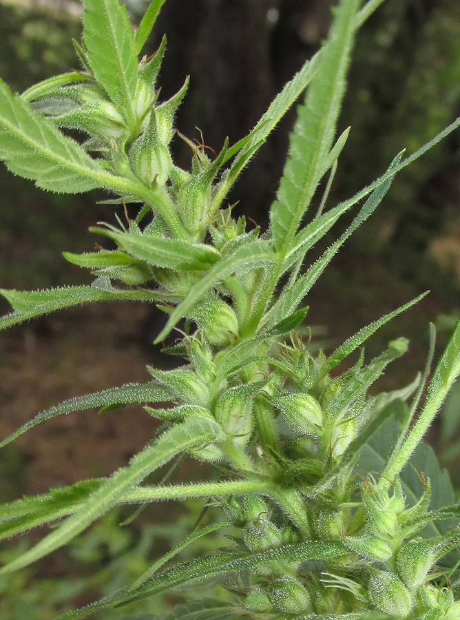 Image of Cannabis sativa var. spontanea specimen.