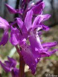 Orchis mascula. Цветки. Крым, Байдарская долина, пер. Биюк-Богаз (Ласпинский). 19.04.2010.