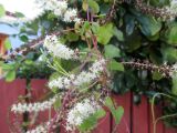 Anredera cordifolia