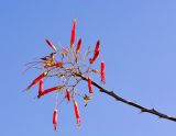 Fouquieria macdougalii. Верхушка ветки цветущего растения. Израиль, впадина Мёртвого моря, киббуц Эйн-Геди. 25.04.2017.