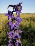 Delphinium crassifolium